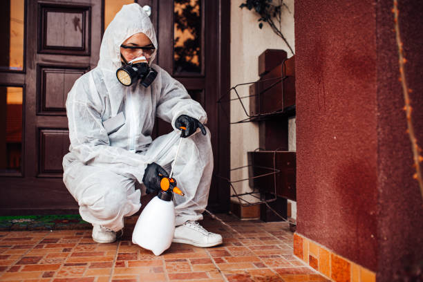 Attic and Crawl Space Rodent Treatment in Pinellas Park