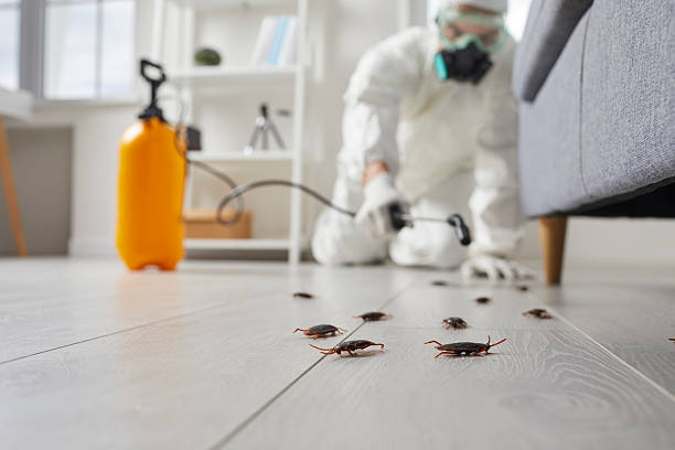 Commercial Rodent Management in Pinellas Park